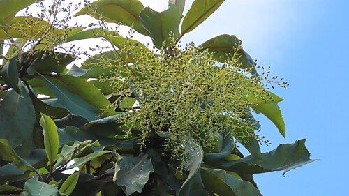 Bocconia integrifolia: Bocconia integrifolia