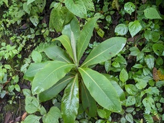 Bocconia vulcanica (Bocconia vulcanica)