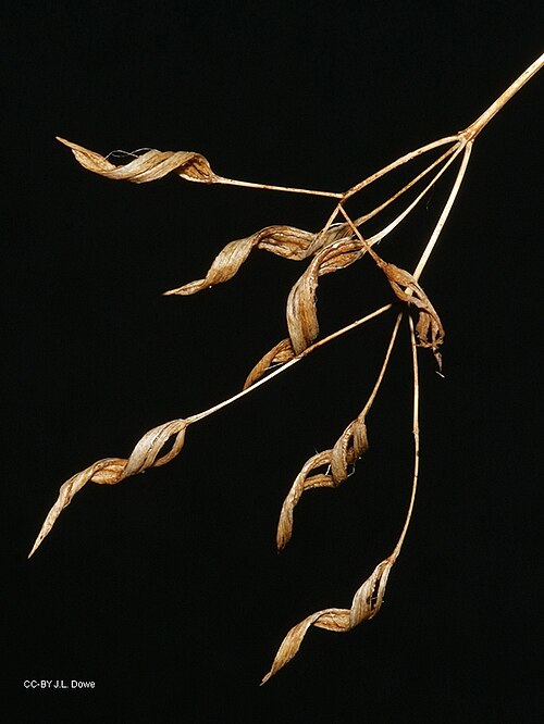 Rock violet: Boea hygroscopica, fruit