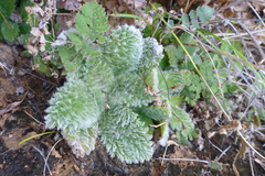 Rock violet (Boea hygroscopica)