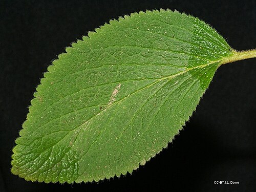 Rock violet: Boea hygroscopica, leaf