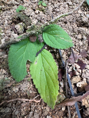 Rock violet (Boea hygroscopica)