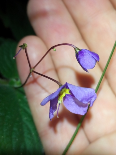 Rock violet (Boea hygroscopica)