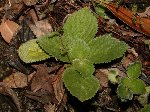 Rock violet (Boea hygroscopica)