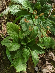 Rock violet (Boea hygroscopica)