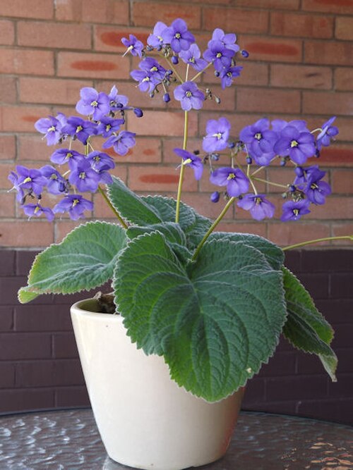 Rock violet: Boea hygroscopica