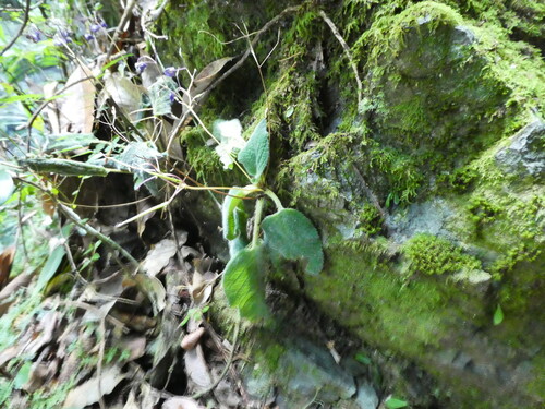 Rock violet (Boea hygroscopica)