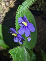 Rock violet (Boea hygroscopica)