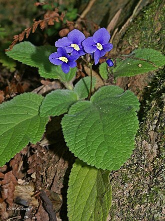 Rock violet: Boea hygroscopica, flowering in natural setting