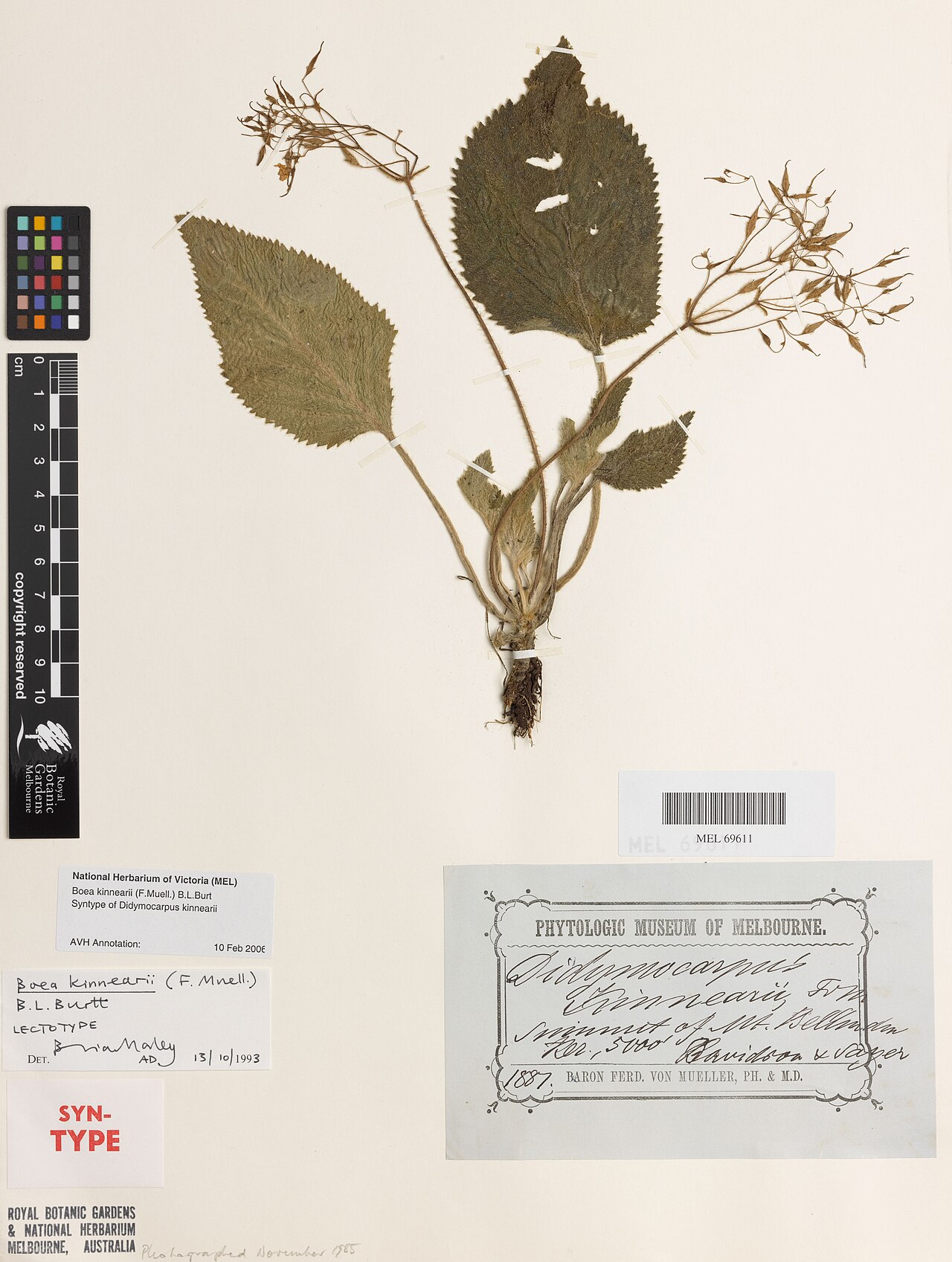 Kinnear's rock violet: Boea kinnearii herbarium specimen MEL69611 - Sayer, W.A.; Davidson, A. s.n. (MEL 69611), Syntype of Didymocarpus kinnearii F.Muell.