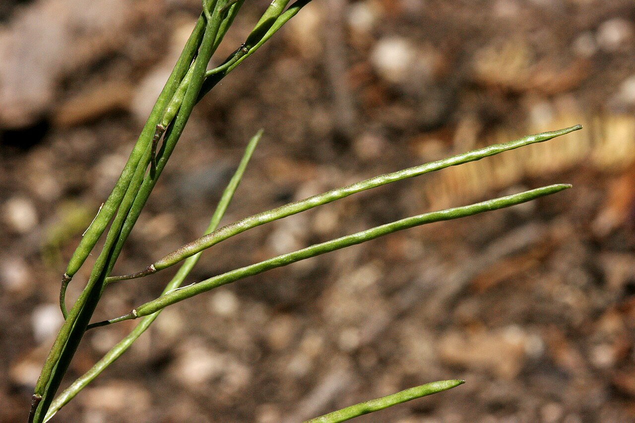 Sharp-podded rockcress: Boechera acutina on the south side of Mount Ashland, 25 Jul 2008.