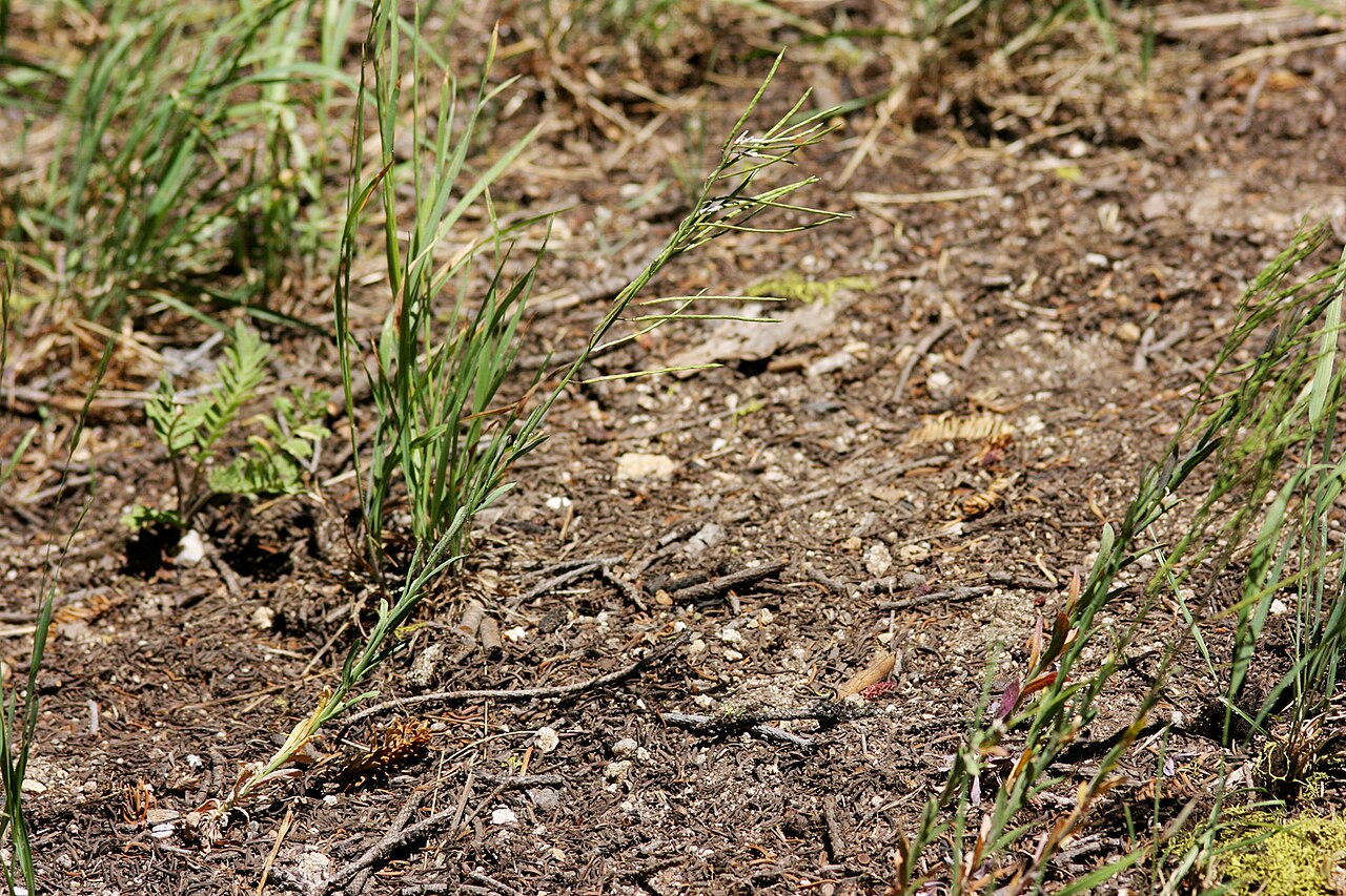 Sharp-podded rockcress: Boechera acutina on the south side of Mount Ashland, 25 Jul 2008.