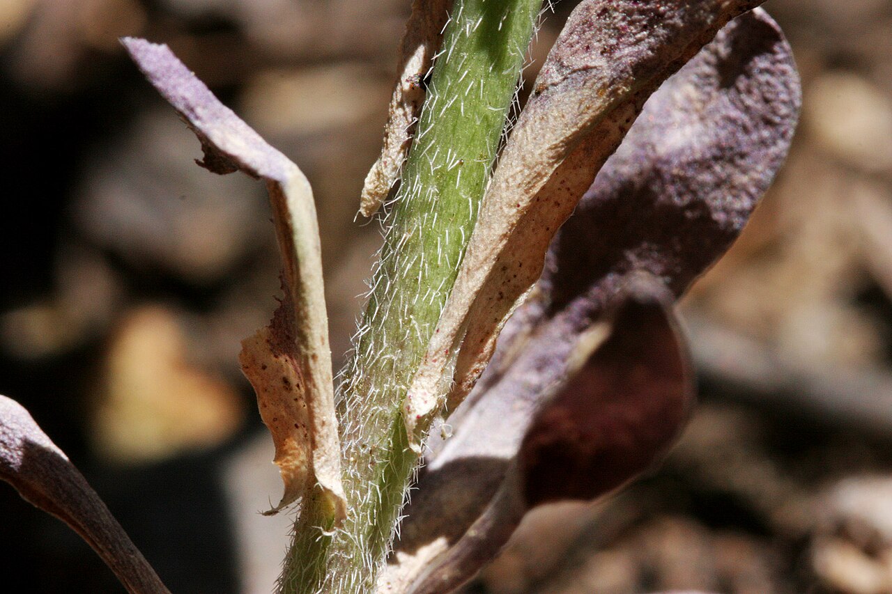 Sharp-podded rockcress: Boechera acutina on the south side of Mount Ashland, 25 Jul 2008.