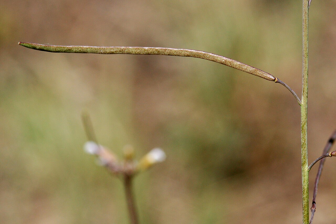 Drummond's rockcress: Boechera stricta x ???, Alexander 785, Cochetopa Canyon near Rock Creek, southeast of Gunnison, 38.3317 -106.7673, Saguache County, Colorado, 14 Jun 2008.