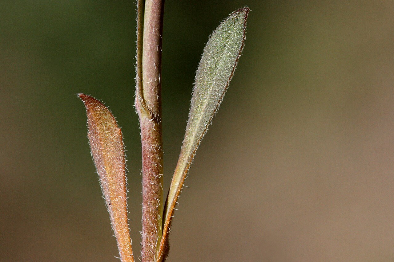 Drummond's rockcress: Boechera stricta x ???, Alexander 785, Cochetopa Canyon near Rock Creek, southeast of Gunnison, 38.3317 -106.7673, Saguache County, Colorado, 14 Jun 2008.