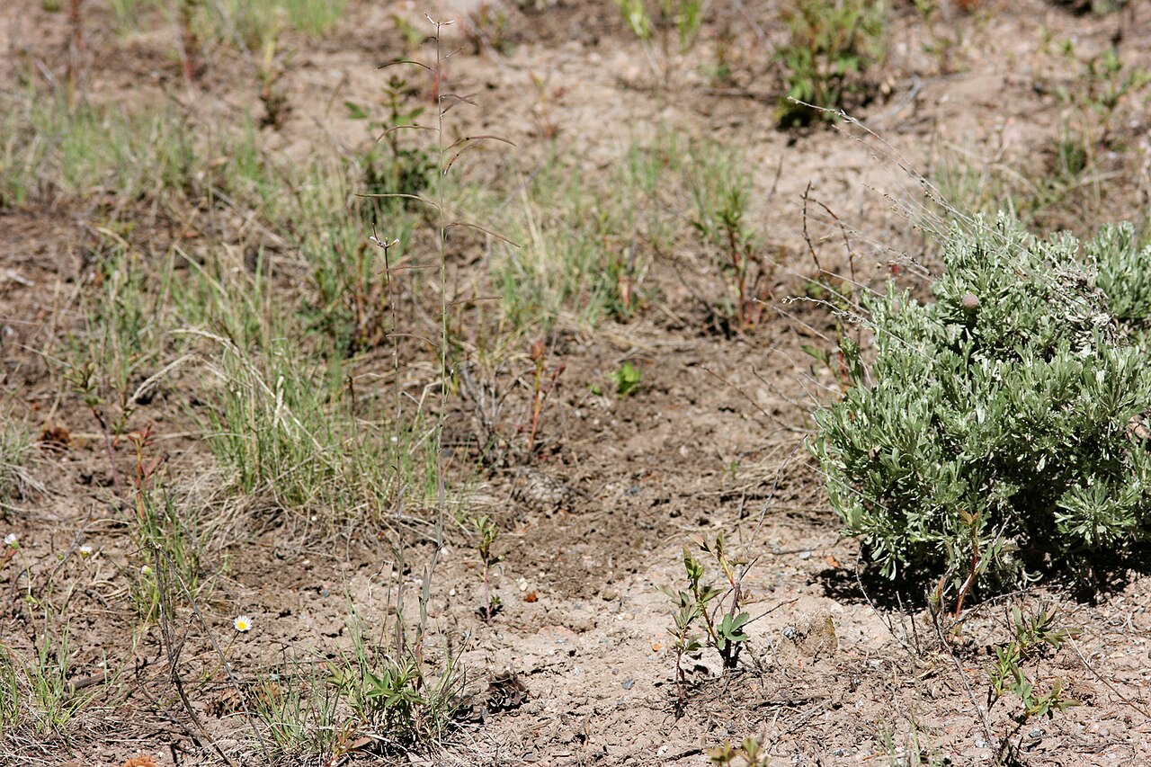 Drummond's rockcress: Boechera stricta x ???, Alexander 785, Cochetopa Canyon near Rock Creek, southeast of Gunnison, 38.3317 -106.7673, Saguache County, Colorado, 14 Jun 2008.