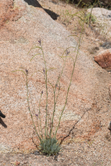 Boechera arcuata (Boechera arcuata)