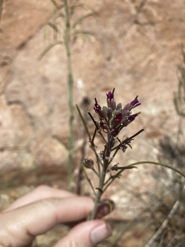 Boechera arcuata (Boechera arcuata)