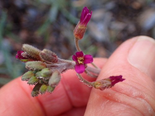 Boechera arcuata (Boechera arcuata)