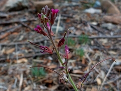 Boechera arcuata (Boechera arcuata)