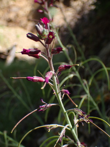 Boechera arcuata (Boechera arcuata)