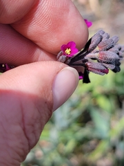 Boechera arcuata (Boechera arcuata)