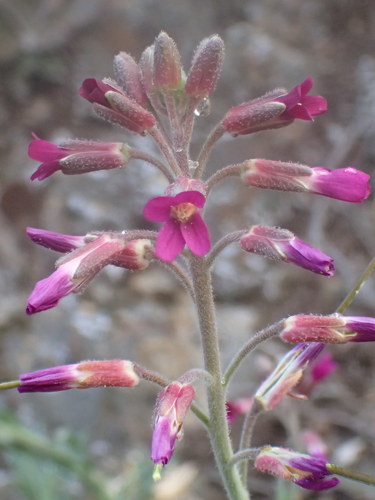 Boechera arcuata (Boechera arcuata)