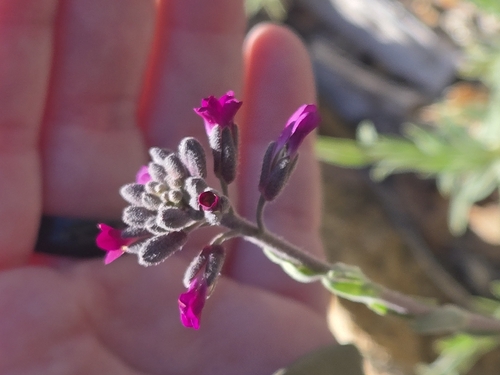 Boechera arcuata (Boechera arcuata)