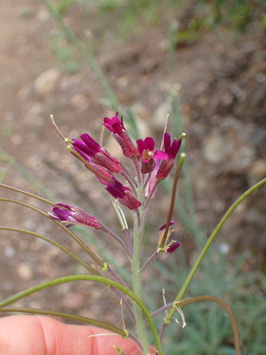 Boechera arcuata (Boechera arcuata)