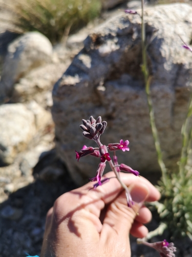 Boechera arcuata (Boechera arcuata)