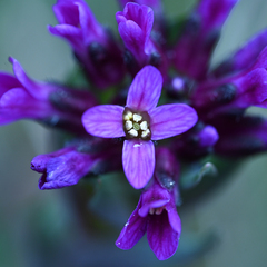 Purple sicklepod rockcress (Boechera atrorubens)