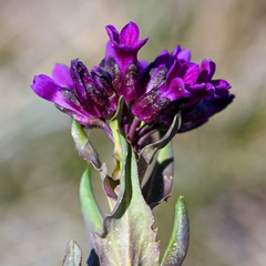 Purple sicklepod rockcress (Boechera atrorubens)