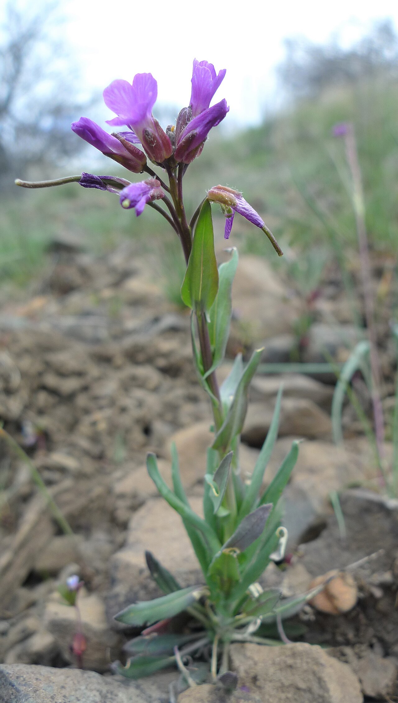 Purple sicklepod rockcress: Boechera atrorubens in flower on Badger Mountain, Douglas County Washington