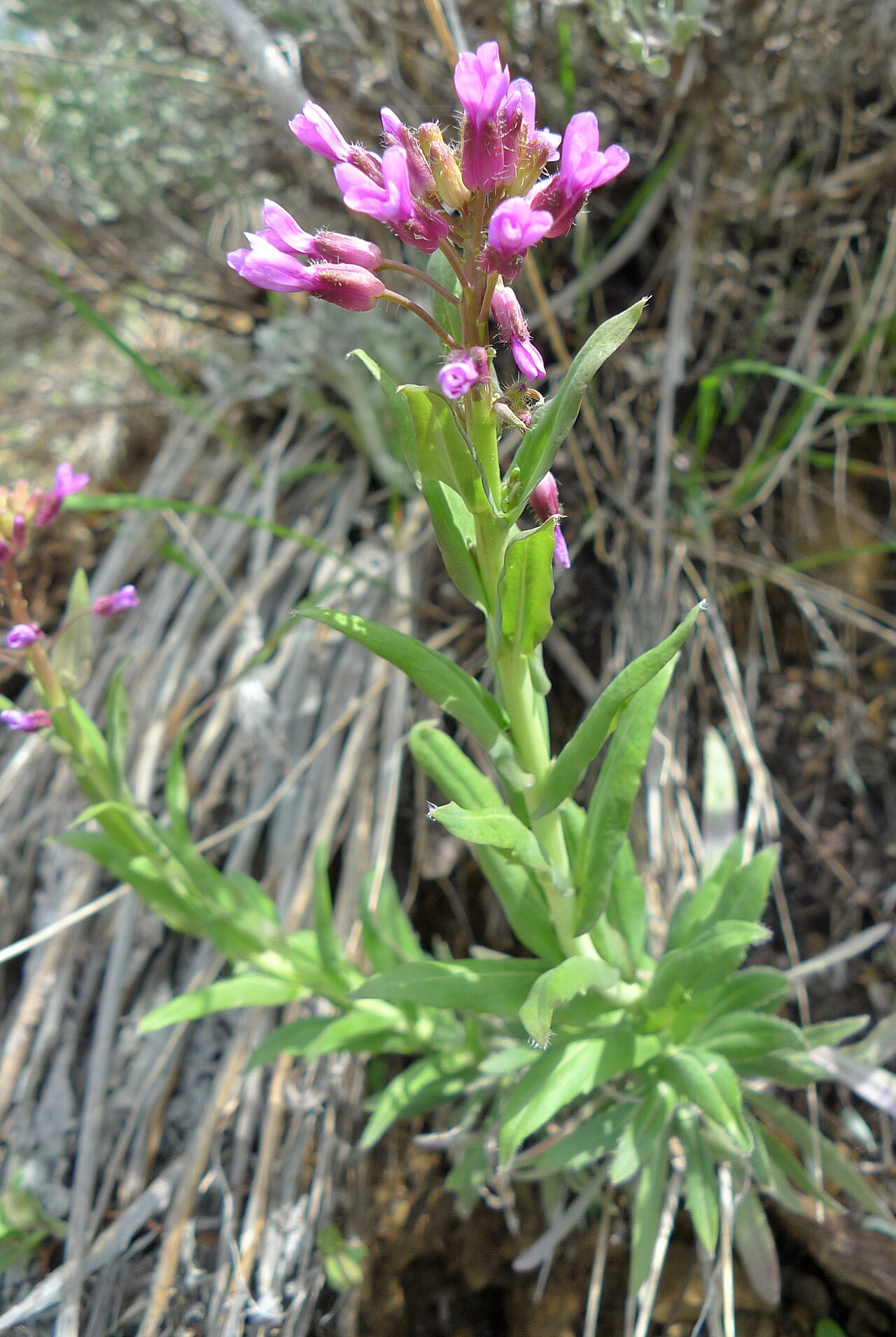 Purple sicklepod rockcress: Boechera atrorubens in flower on Chumstick Mountain, Chelan County Washington