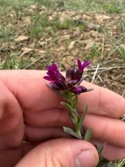 Purple sicklepod rockcress (Boechera atrorubens)