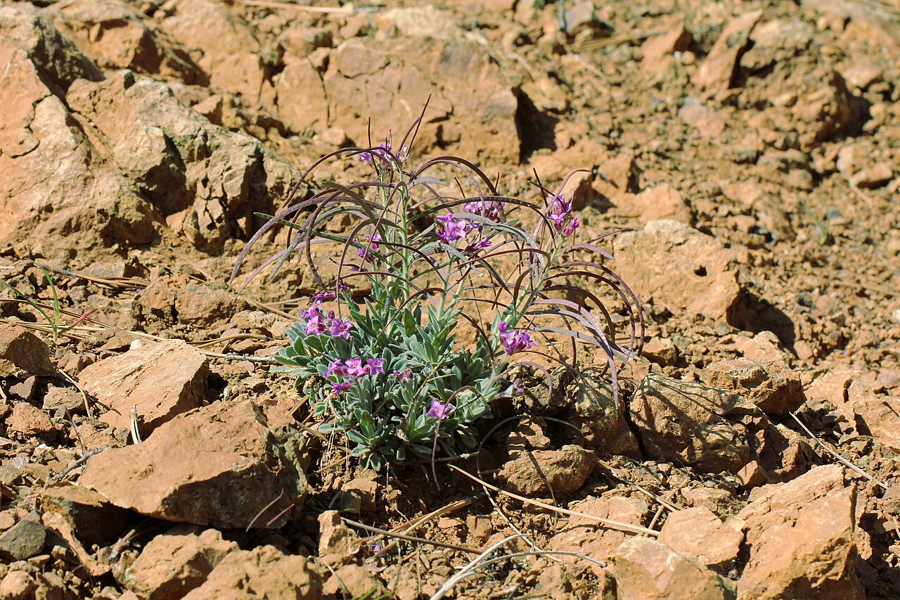 Brewer's rockcress: Boechera breweri from Mt. Diablo - March 2014 See also https://www.inaturalist.org/observations/580626