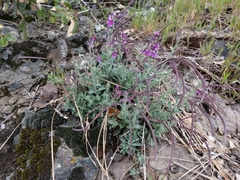 Brewer's rockcress (Boechera breweri)