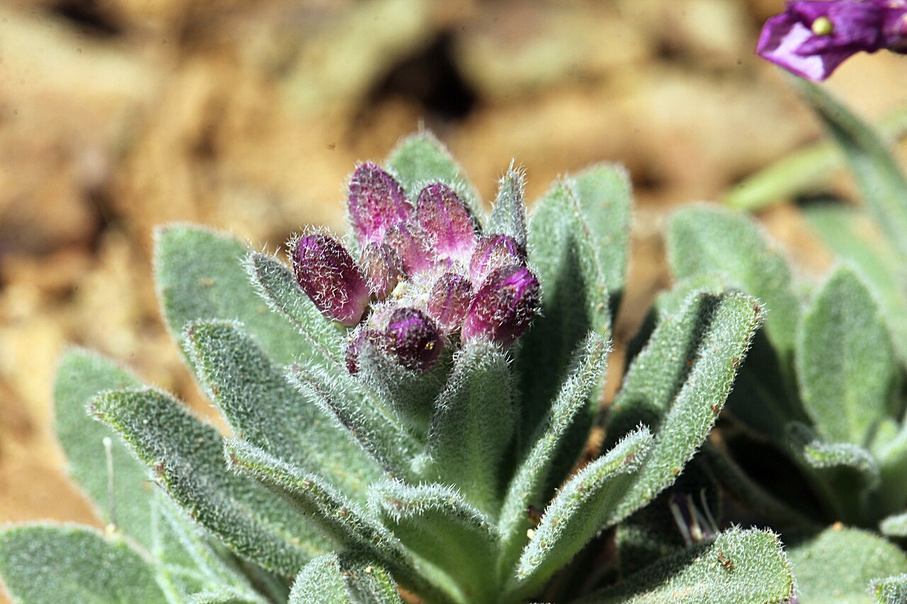 Brewer's rockcress: Boechera breweri from Mt. Diablo - March 2014 See also https://www.inaturalist.org/observations/580626