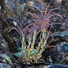Brewer's rockcress (Boechera breweri)