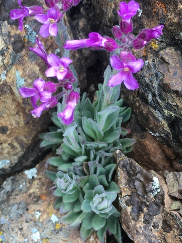 Brewer's rockcress (Boechera breweri)