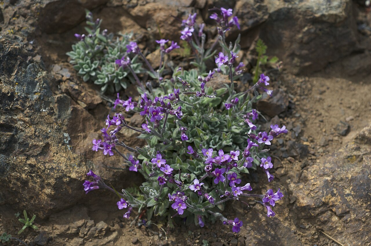 Brewer's rockcress: Species from California and Oregon Common name: Brewer's Rockcrest Photographed on the North Peak Trail, Mt. Diablo, Contra Costa County, California