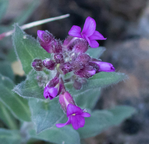 Brewer's rockcress (Boechera breweri)