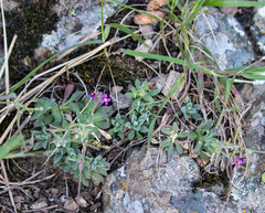 Brewer's rockcress (Boechera breweri)