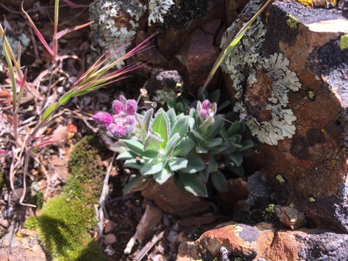 Brewer's rockcress (Boechera breweri)