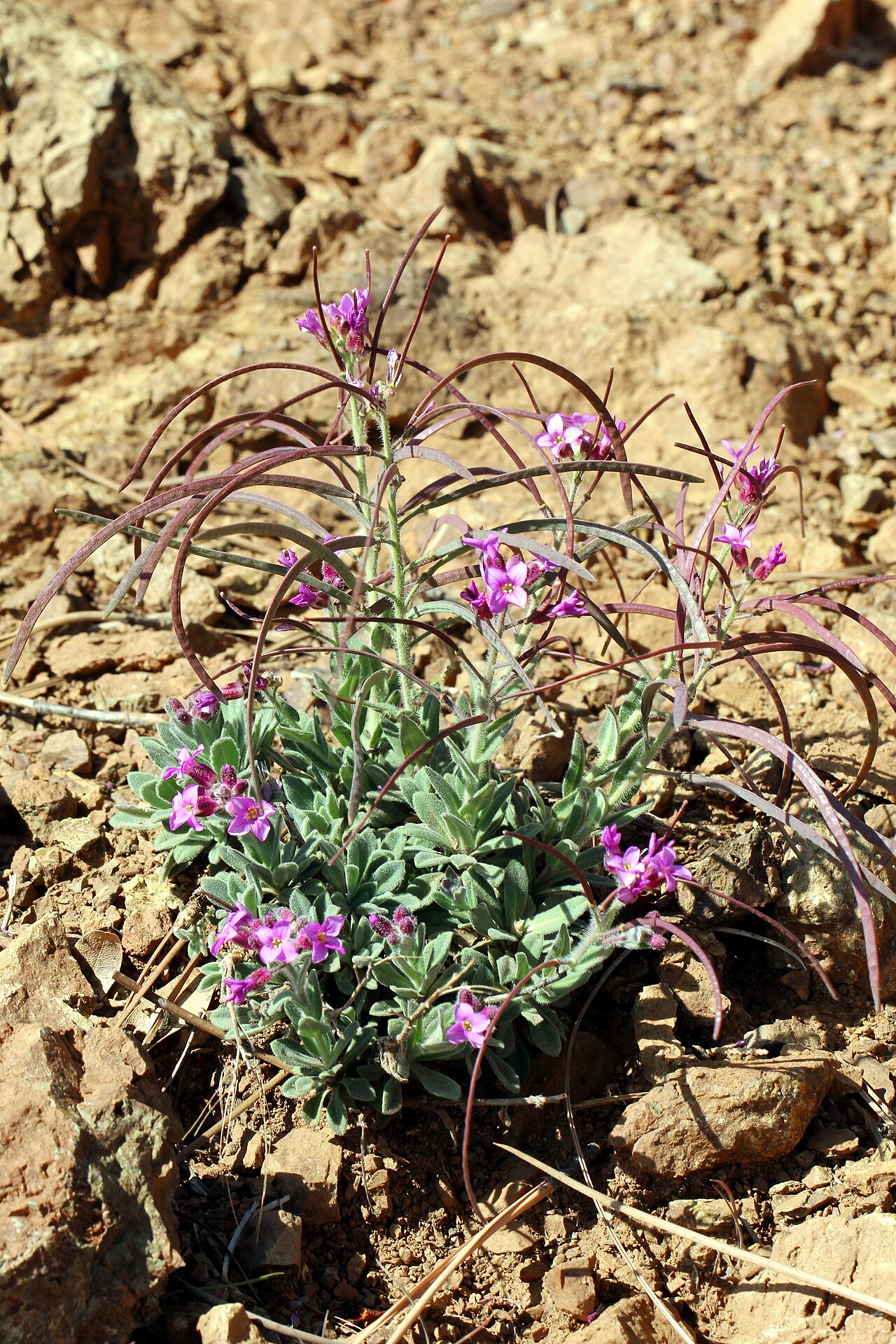 Brewer's rockcress: Boechera breweri from Mt. Diablo - March 2014