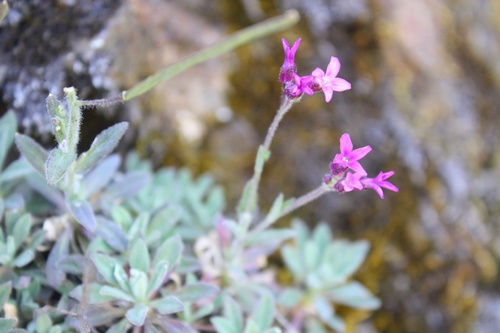Brewer's rockcress (Boechera breweri)