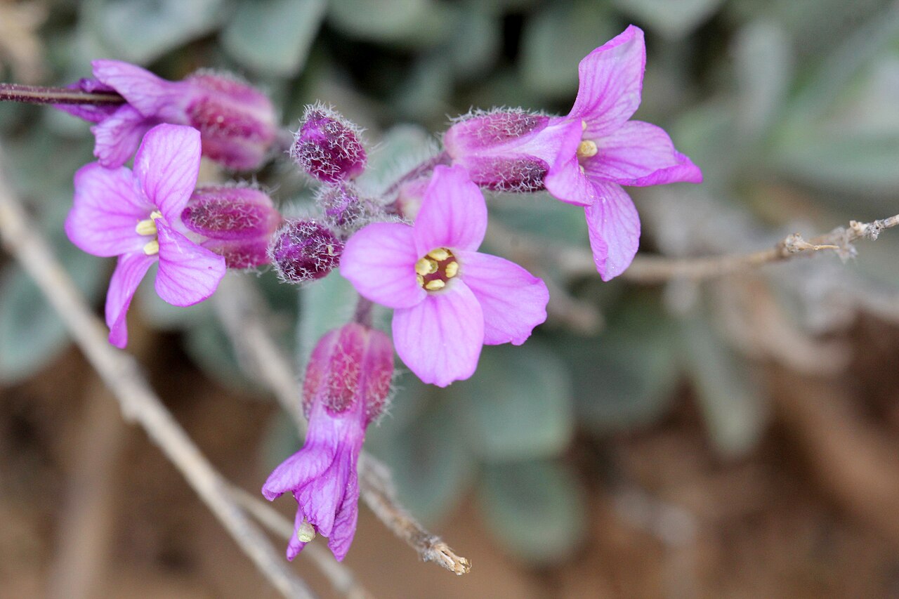 Brewer's rockcress: Boechera breweri from Mt. Diablo - March 2014 See also https://www.inaturalist.org/observations/580626