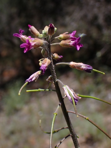 Boechera californica (Boechera californica)