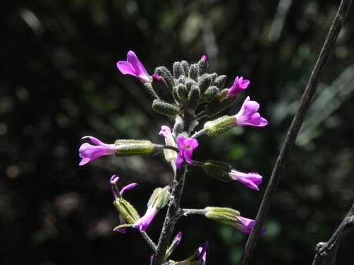 Boechera californica (Boechera californica)