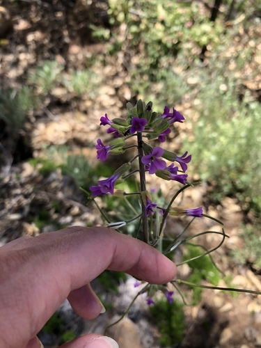 Boechera californica (Boechera californica)